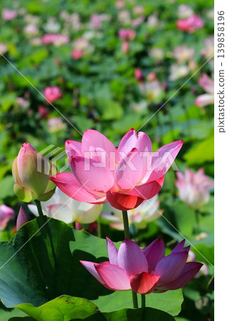 Landscape with lotus flowers Landscape with lotus flowers 139858196