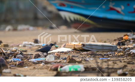 Crow carrying plastic waste on a polluted beach near a fishing boat. Coastal pollution and marine debris concept Crow carrying plastic waste on a polluted beach near a fishing boat. Coastal pollution and marine debris concept 139858205