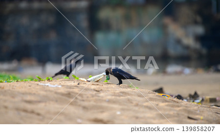 Crows scavenging through plastic polluted beach waste. Coastal environmental pollution and the urban wildlife survival concept Crows scavenging through plastic polluted beach waste. Coastal environmental pollution and the urban wildlife survival concept 139858207