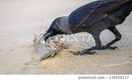 Crow scavenging dead fish on a sandy beach. Coastal cleanup, marine pollution, and natural waste recycling by urban wildlife 139858217