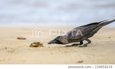 Curious crow hunting a small Crab on a sandy beach. Wildlife interaction close up in a natural coastal habitat 139858219