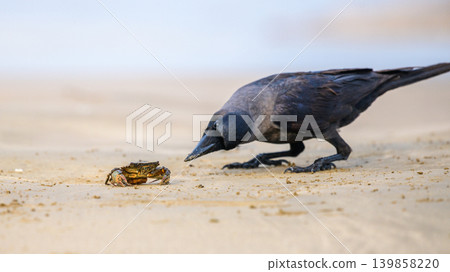 Curious crow hunting a small Crab on a sandy beach. Wildlife interaction close up in a natural coastal habitat Curious crow hunting a small Crab on a sandy beach. Wildlife interaction close up in a natural coastal habitat 139858220