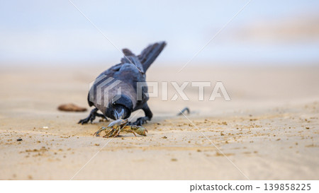 Curious crow hunting a small Crab on a sandy beach. Wildlife interaction close up in a natural coastal habitat Curious crow hunting a small Crab on a sandy beach. Wildlife interaction close up in a natural coastal habitat 139858225