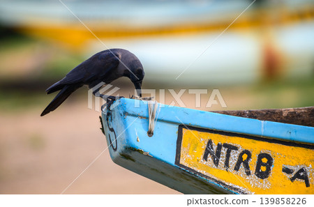 A crow perched on a fishing boat, feeding on a fish carcass. Urban coastal wildlife close up A crow perched on a fishing boat, feeding on a fish carcass. Urban coastal wildlife close up 139858226