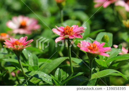 紅色jiniya花 紅色jiniya花 139858395