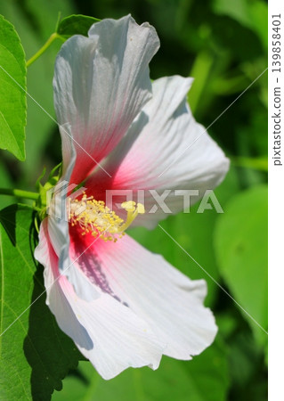 White mallet flower White mallet flower 139858401