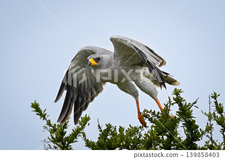 Eastern chanting goshawk takes off from bushes 139858403