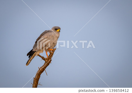 Eastern chanting goshawk under perfect blue sky Eastern chanting goshawk under perfect blue sky 139858412