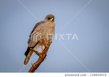 Eastern chanting goshawk watching camera from stump Eastern chanting goshawk watching camera from stump 139858414