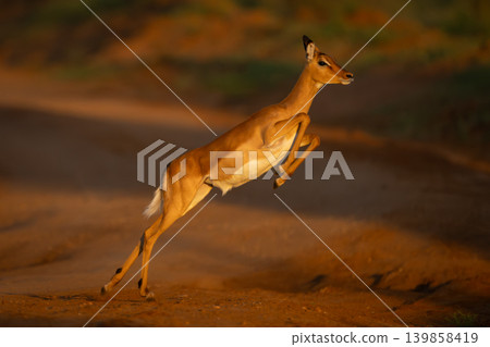 Female impala with catchlight jumping across track Female impala with catchlight jumping across track 139858419