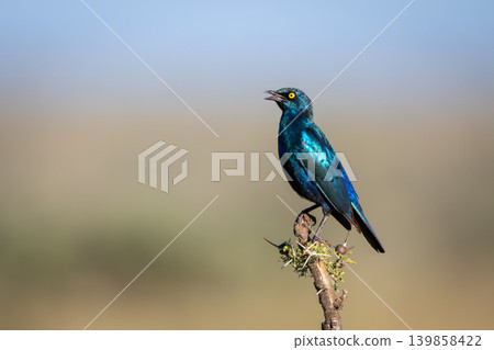 Greater blue-eared starling opens beak on thornbush Greater blue-eared starling opens beak on thornbush 139858422