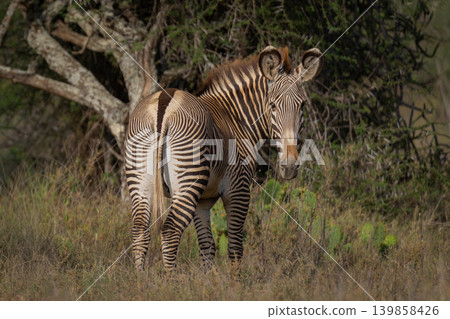 Grevy zebra stands turning back to camera Grevy zebra stands turning back to camera 139858426