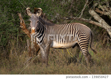 Grevy zebra stands turning head to camera Grevy zebra stands turning head to camera 139858427