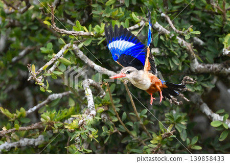 Grey-headed kingfisher taking off from lichen-covered branch 139858433
