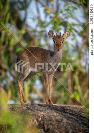 Guenther dik-dik with catchlight stands watching camera Guenther dik-dik with catchlight stands watching camera 139858439