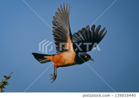 Hildebrandt starling flies away from leafy branch Hildebrandt starling flies away from leafy branch 139858440