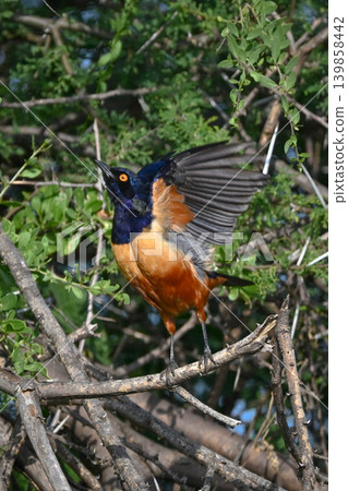 Hildebrandt starling takes off from thorny bush Hildebrandt starling takes off from thorny bush 139858442