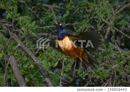 Hildebrandt starling taking off from thorny bush Hildebrandt starling taking off from thorny bush 139858443