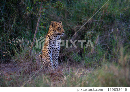 Leopard cub sits in clearing by tree Leopard cub sits in clearing by tree 139858446
