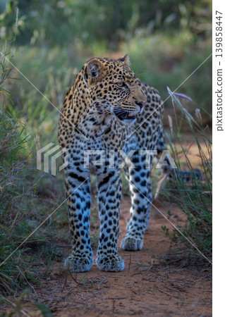 Leopard cub stands in bushes turning head Leopard cub stands in bushes turning head 139858447