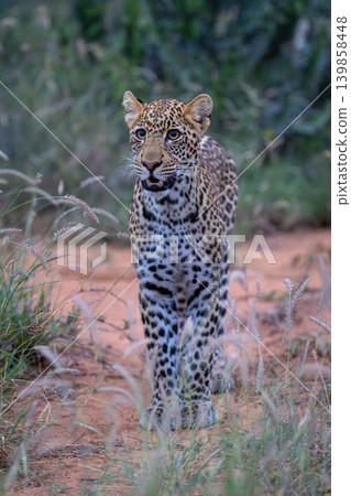 Leopard cub stands in grass looking up Leopard cub stands in grass looking up 139858448