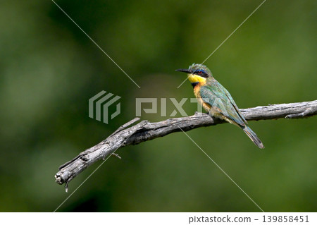 Little bee-eater eyes camera from dried-up branch 139858451
