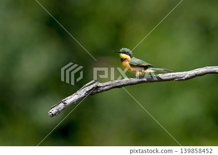 Little bee-eater eyes camera from drooping branch Little bee-eater eyes camera from drooping branch 139858452