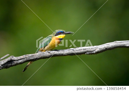 Little bee-eater holds fly on dry branch Little bee-eater holds fly on dry branch 139858454