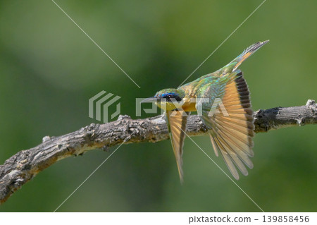 Little bee-eater lowers wings flying from branch Little bee-eater lowers wings flying from branch 139858456