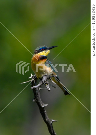 Little bee-eater on dried-up branch looking up 139858459