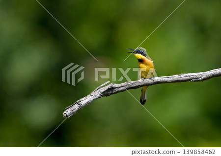 Little bee-eater on drooping branch opens beak Little bee-eater on drooping branch opens beak 139858462
