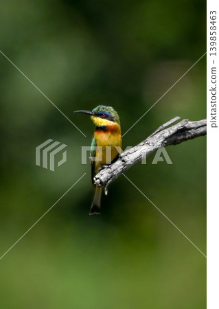 Little bee-eater on drooping branch turns head Little bee-eater on drooping branch turns head 139858463