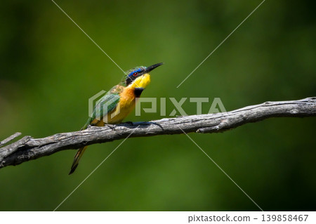 Little bee-eater raises beak on dry branch 139858467