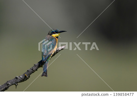 Little bee-eater with catchlight hunches on branch Little bee-eater with catchlight hunches on branch 139858477