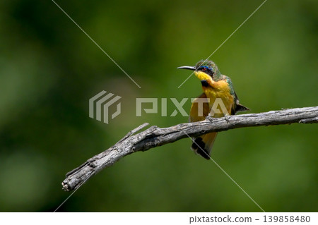 Little bee-eater with catchlight twists on branch Little bee-eater with catchlight twists on branch 139858480