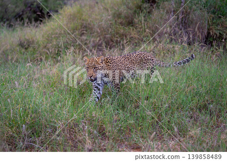 Male leopard cub approaches camera through grass Male leopard cub approaches camera through grass 139858489