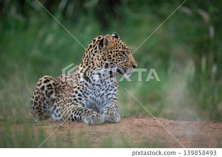 Male leopard cub lies on bare earth Male leopard cub lies on bare earth 139858493