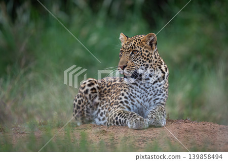 Male leopard cub lies on bare ground Male leopard cub lies on bare ground 139858494