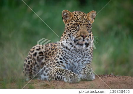 Male leopard cub lies on earth bank Male leopard cub lies on earth bank 139858495