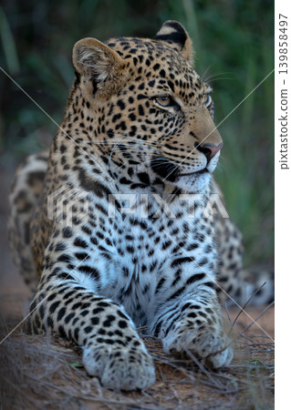 Male leopard cub lies staring with catchlights Male leopard cub lies staring with catchlights 139858497