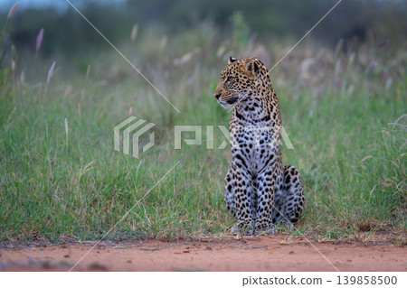 Male leopard cub sits beside dirt track Male leopard cub sits beside dirt track 139858500