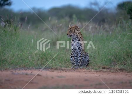 Male leopard cub sits by dirt road Male leopard cub sits by dirt road 139858501