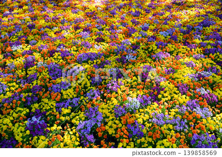 Colorful flower garden Colorful flower garden 139858569