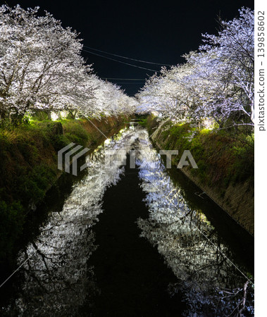 [Katsuura Cherry Blossom Festival] Cherry blossoms at night reflected in the river 139858602