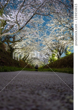 【勝浦櫻花節】夜晚燈光照耀下的櫻花 【勝浦櫻花節】夜晚燈光照耀下的櫻花 139858615