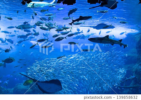 各種魚類在神秘的藍色海洋中優雅地遊動，構成了一幅大型水族館的景象。 139858632