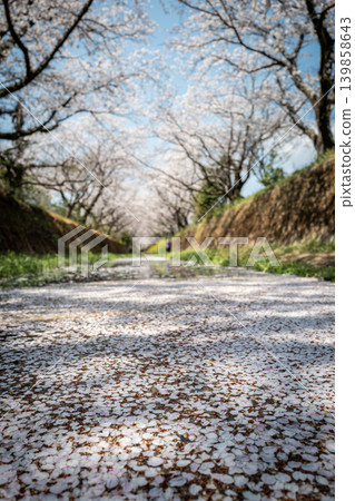 [Katsuura Cherry Blossom Festival] Cherry blossoms in full bloom and cherry blossom petals floating on the river 139858643