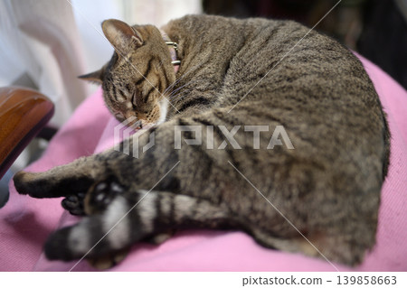 A tabby cat sleeping on my lap A tabby cat sleeping on my lap 139858663