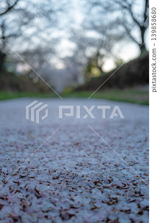 [Katsuura Cherry Blossom Festival] Cherry blossom petals floating on the river 139858680