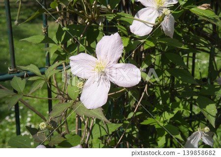 Delicate light pink clematis flower on a garden fence in spring Delicate light pink clematis flower on a garden fence in spring 139858682